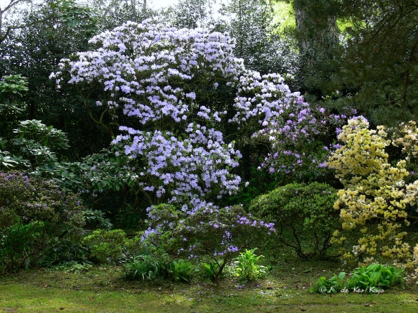 Bois des Moutiers (110) mai 2012